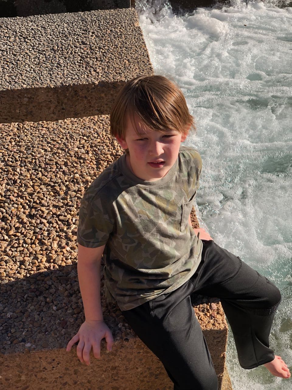 Grey Labian in Ft. Worth